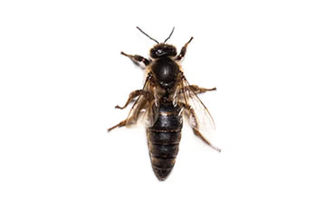 Carniolan Queens: - Bitterroot Buzz Bees