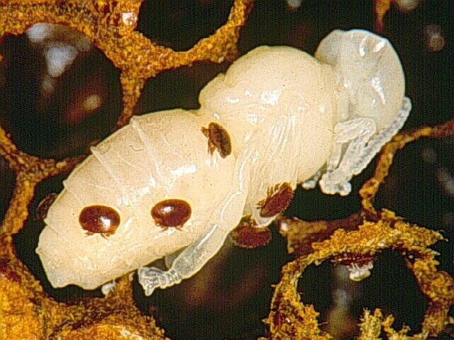 Varroa Mite Treatment Guide: Options, Timing, and What Works in Montana - Bitterroot Buzz Bees