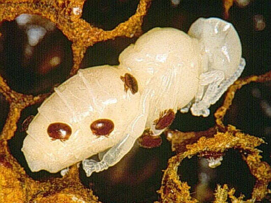 Varroa Mite Treatment Guide: Options, Timing, and What Works in Montana - Bitterroot Buzz Bees