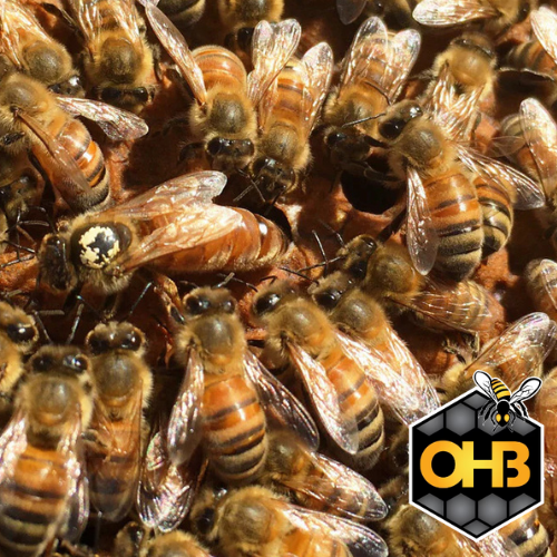 OHB 3 LB Italian Package Bees