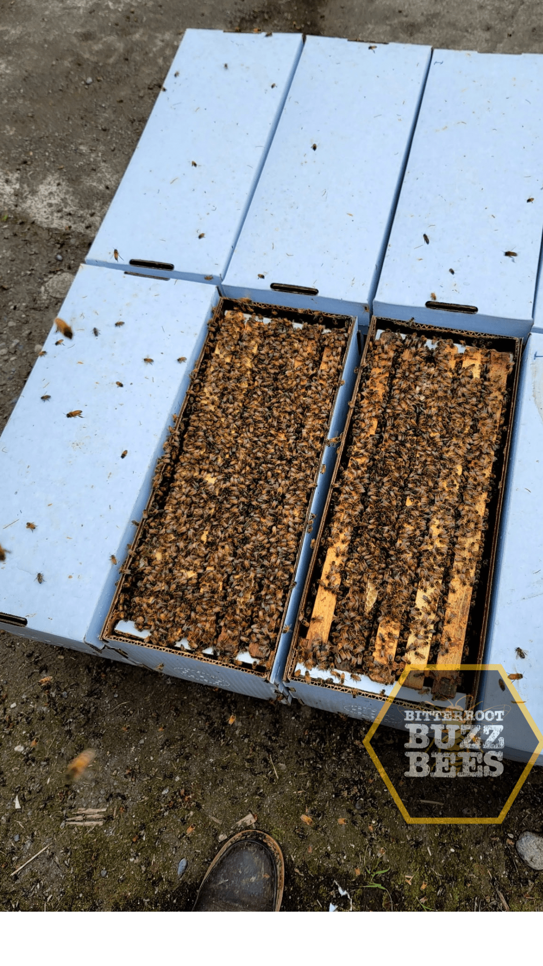 Carniolan 5 - Frame Nuc Starter Kit - Bitterroot Buzz Bees