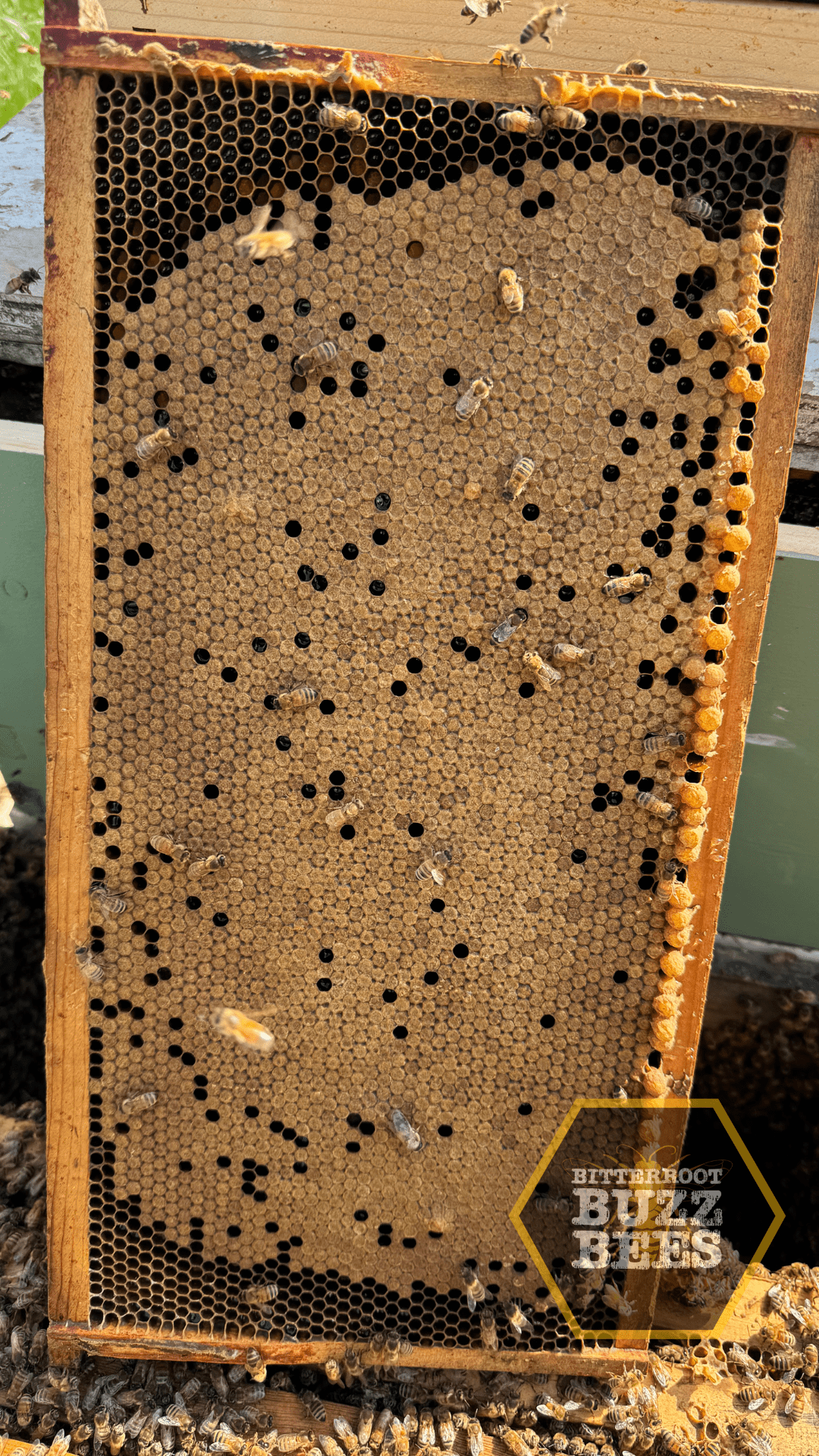 Carniolan 5 - Frame Nuc Starter Kit - Bitterroot Buzz Bees