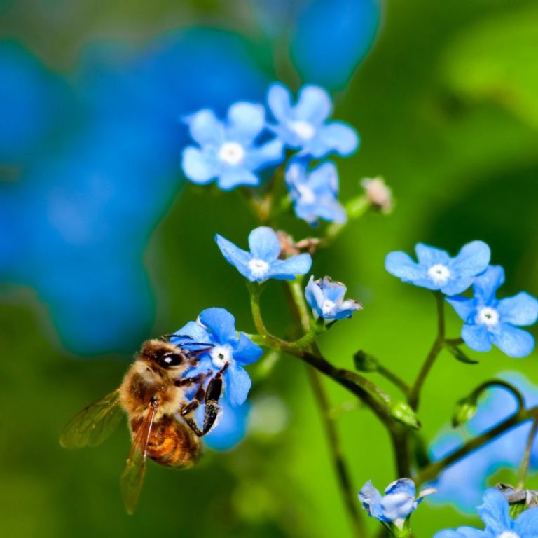 Formic Pro Varroa Mite Treatment - Bitterroot Buzz Bees