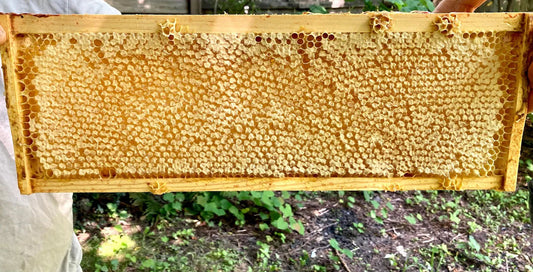 Full Frame Honeycomb straight from the hive - Bitterroot Buzz Bees