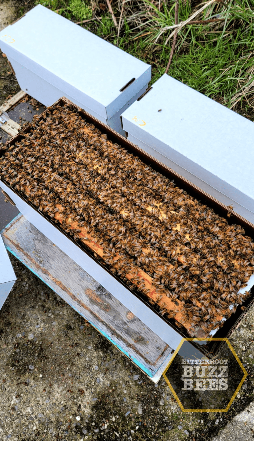 Italian 5 Frame Nuc - Quality Hive Starter Set - Bitterroot Buzz Bees
