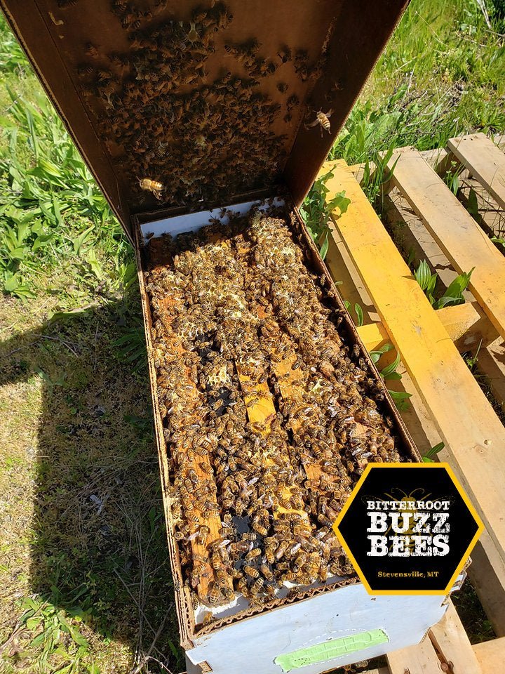 Italian 5 Frame Nuc - Quality Hive Starter Set - Bitterroot Buzz Bees