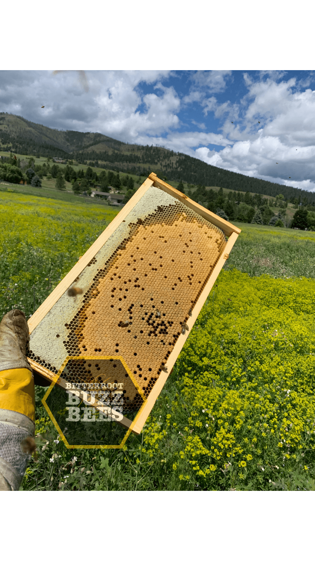 Italian 5 Frame Nuc - Quality Hive Starter Set - Bitterroot Buzz Bees