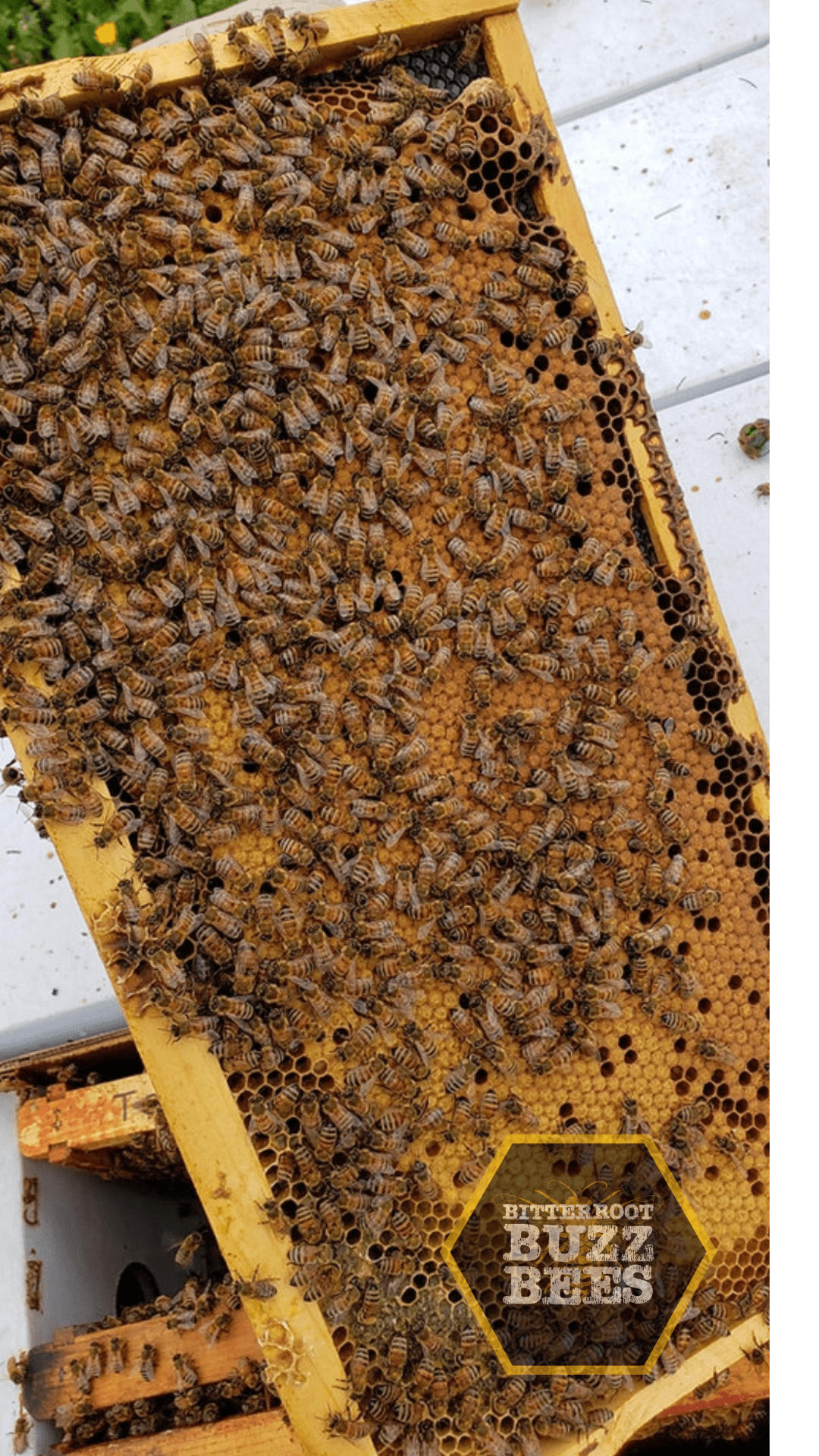 Italian 5 Frame Nuc - Quality Hive Starter Set - Bitterroot Buzz Bees