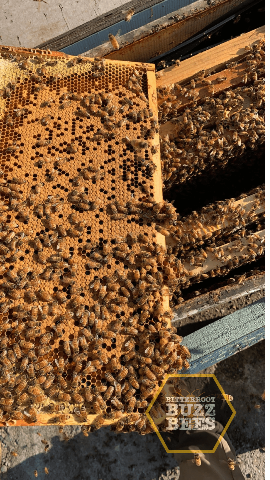 Premium Honeybee Colony - 10 Frame Established Hive - Bitterroot Buzz Bees