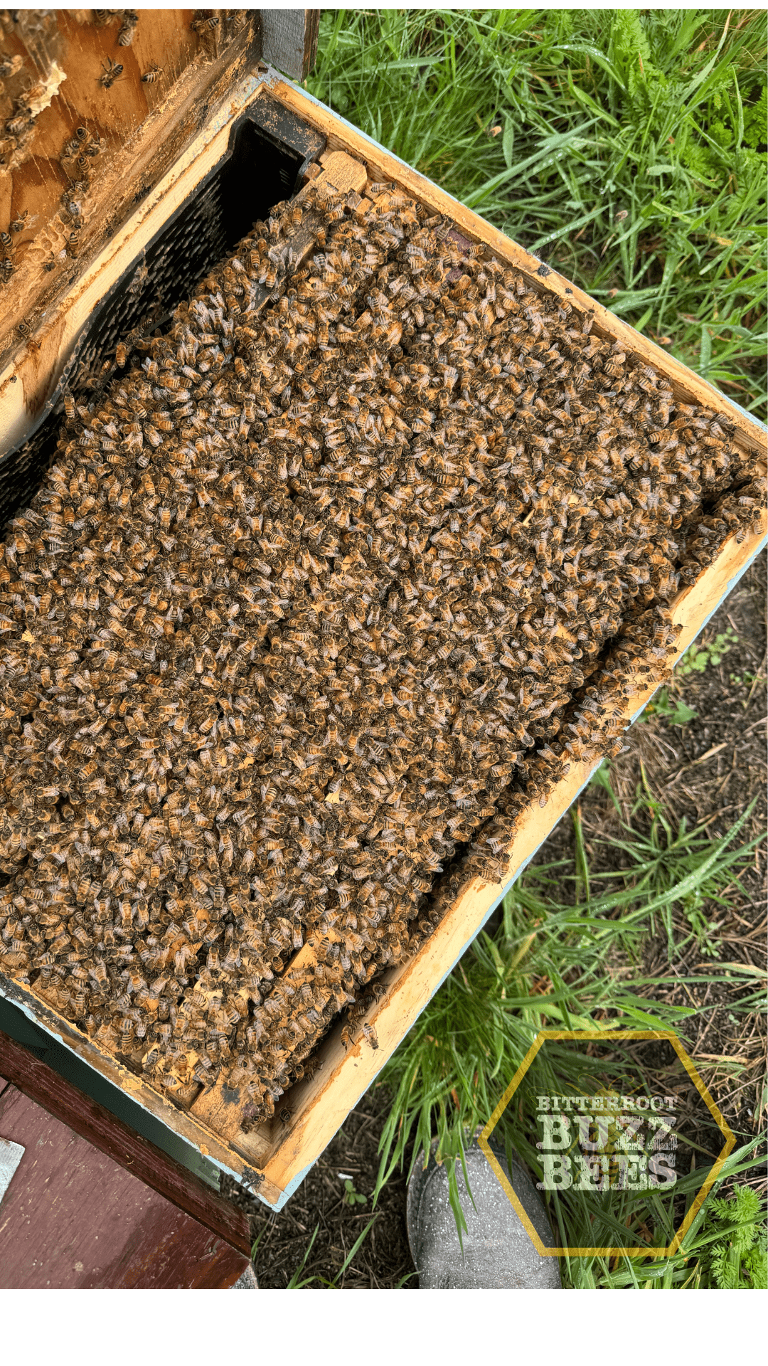 Premium Honeybee Colony - 10 Frame Established Hive - Bitterroot Buzz Bees