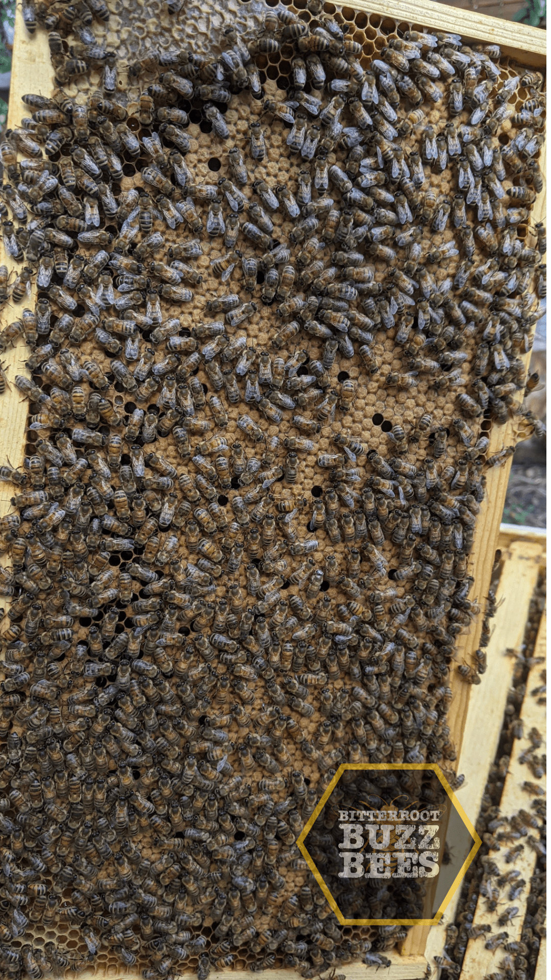 Russian 5 - Frame Nuc Starter Kit - Bitterroot Buzz Bees