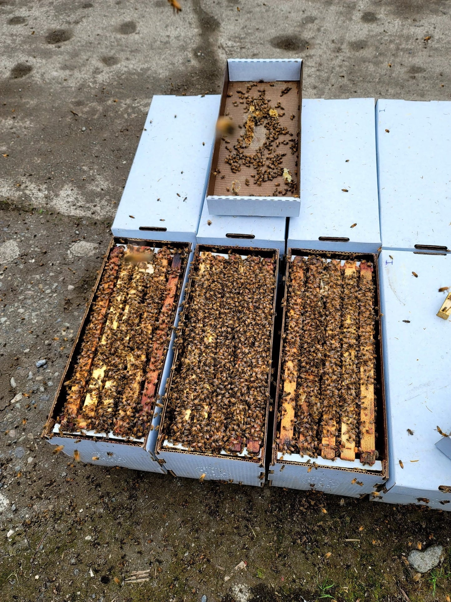 Russian 5 - Frame Nuc Starter Kit - Bitterroot Buzz Bees