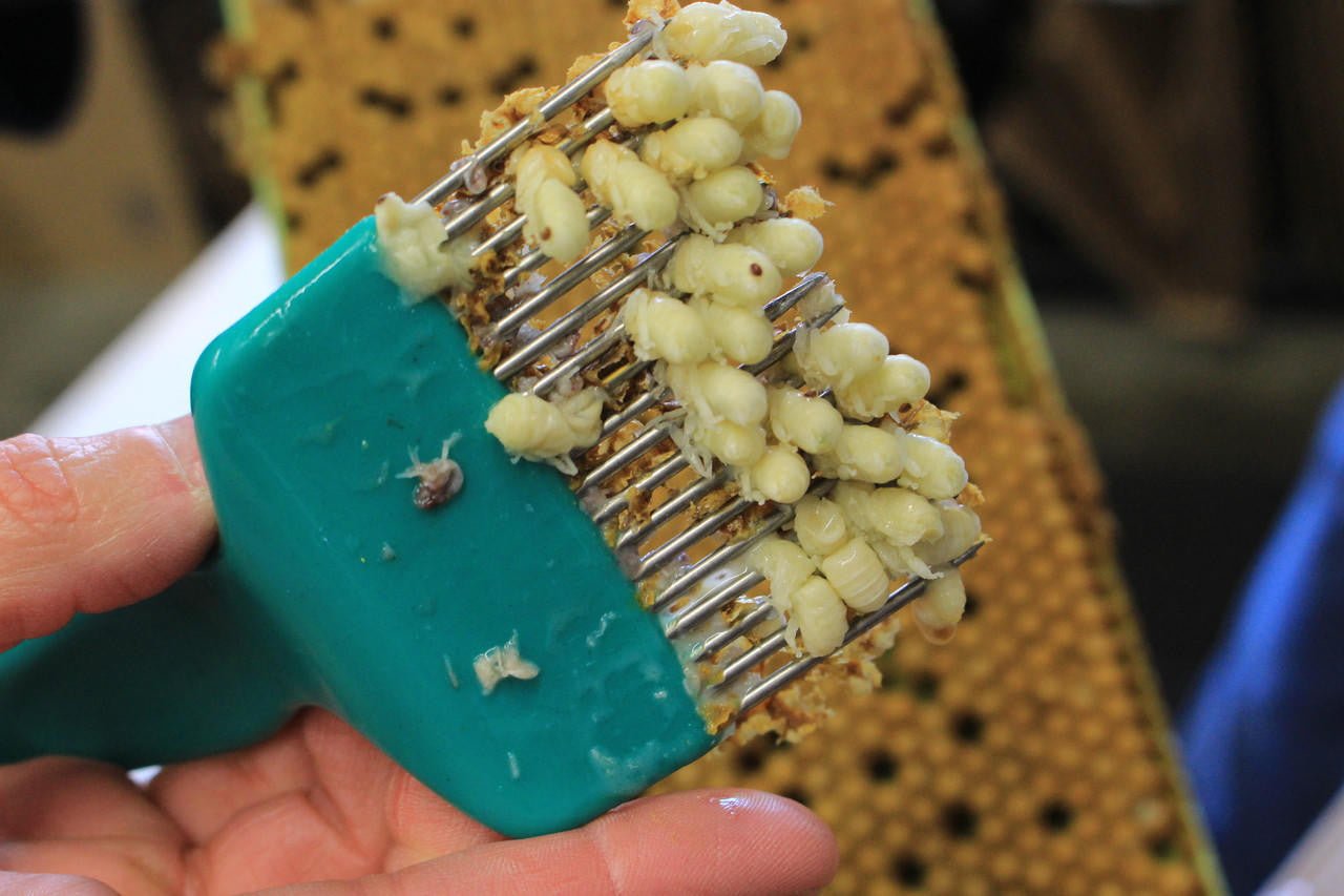 Uncapping Scratcher - Bitterroot Buzz Bees