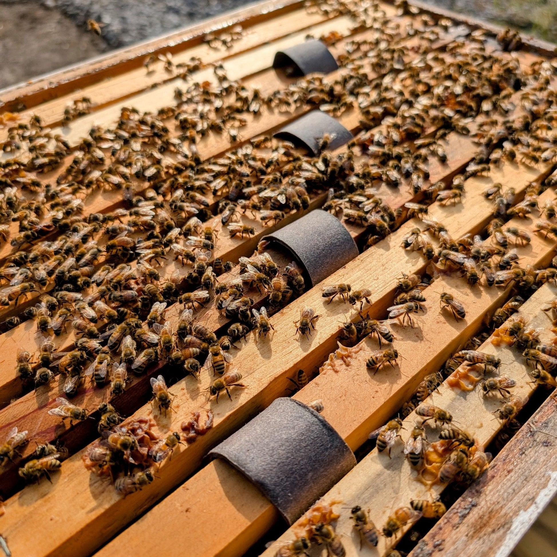 VarroxSan Oxalic acid strips for varroa mites - Bitterroot Buzz Bees